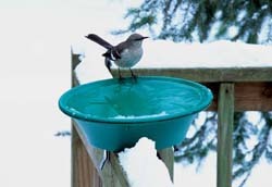 Heated Bird Bath with Mockingbird