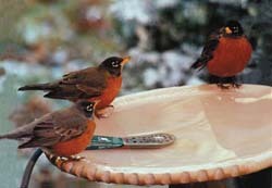 Robins at bath w/ heater