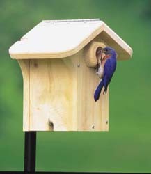 Bluebird on nest box