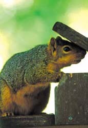 Squirrel