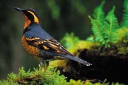 Varied Thrush 