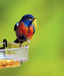 Bluebird with mealworm