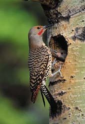 Northern Flicker w/ young