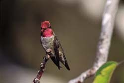 Male Anna's Hummingbird