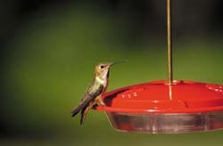 Rufous Hummingbird