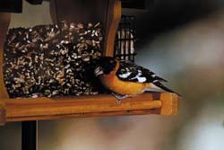 Black-headed Grosbeak