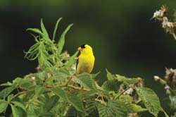 American Goldfinch