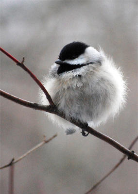 Chickadee in winter