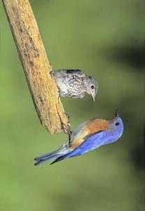 Eastern Bluebird male with fledgling