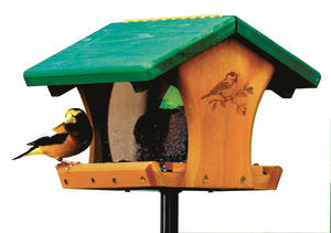 Evening Grosbeak