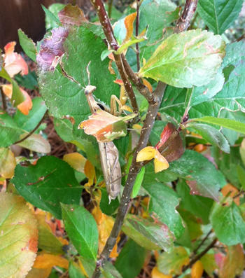 Wild Birds Unlimited on Wild Birds Unlimited   Out There W Jen   Praying Mantis Nov 2011