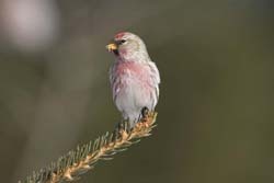 Common Redpoll