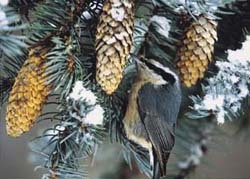 Red-breasted Nuthatch