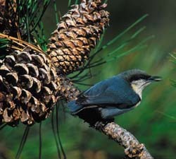 Pygmy Nuthatch