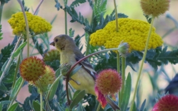 Carol's Goldfinch & Flowers