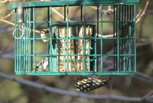 Pygmy Nuthatches on Starling-proof suet feeder