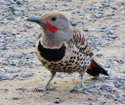 Flicker with Ant - Carol