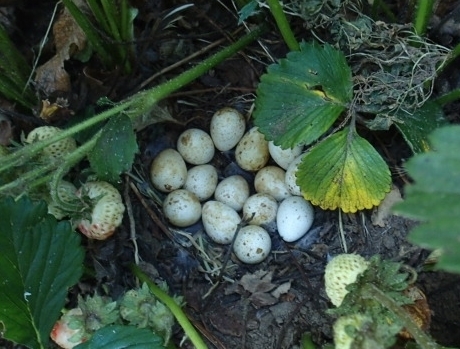 Quail nest in strawberries Carol