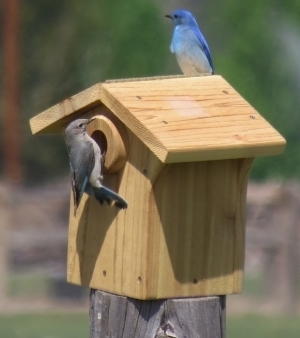 Mt Bluebirds on nest box Carol
