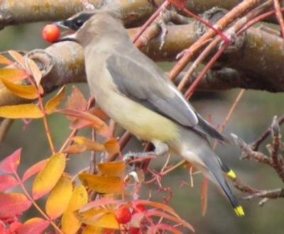 Cedar Waxwing w Mt Ash berry