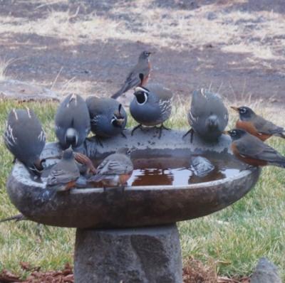 Carol Quail and Robins at bath