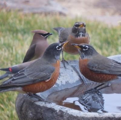 Carol Robins and Waxwing at bath