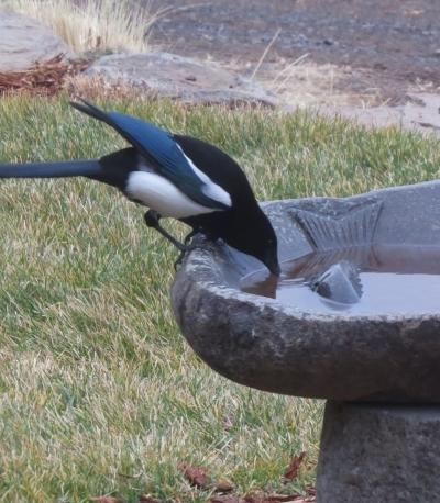 Carol Magpie at bath