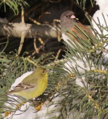 Lesser Goldfinch and Junco