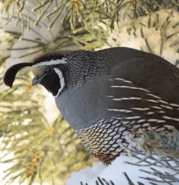 Male Quail in tree Carol