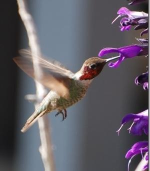 Anna's Hummingbird by Marlene Ralph
