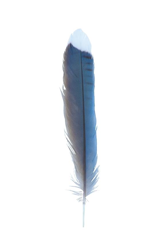 feather