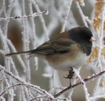 Dark-eyed Junco