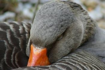 Sleeping Goose