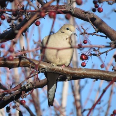 Mourning Dove Carol