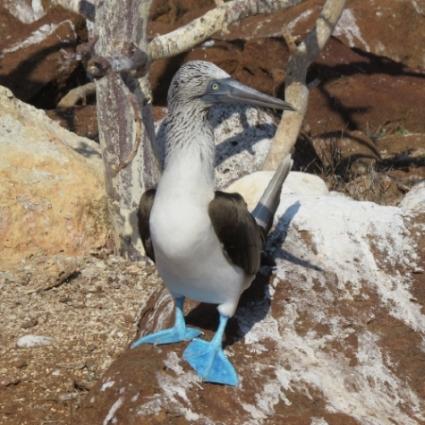 Male Blue-footed Booby Carol