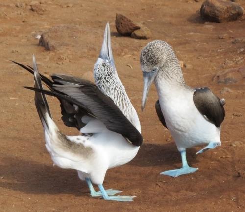 Blue-footed Booby courtship Carol