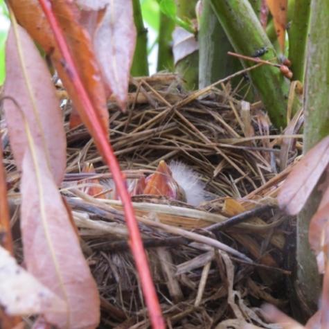 Red-winged Blackbird nest Carol