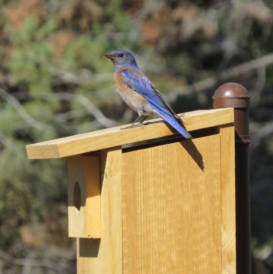 Western Bluebird Male on Box Carol