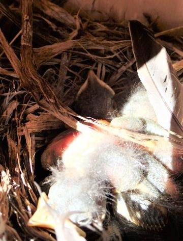 Western Bluebird Nestlings Carol