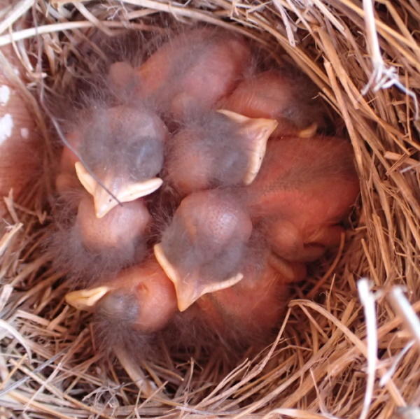 Western Bluebird Nestlings Carol