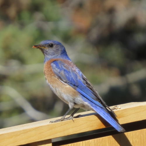 Male Western Bluebird Carol
