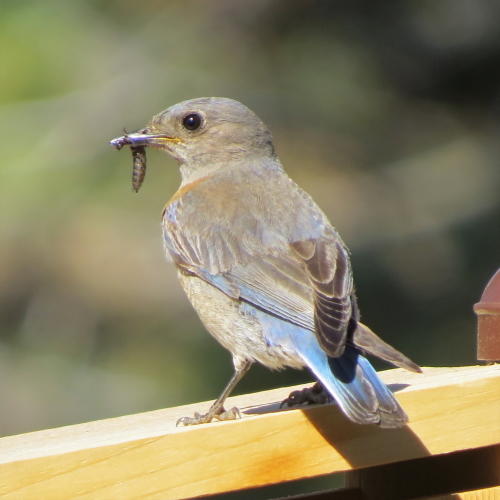 Female W Bluebird w insect Carol