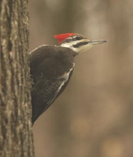 Pileated Woodpecker