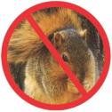 no squirrel web