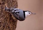 WB Nuthatch JRC c